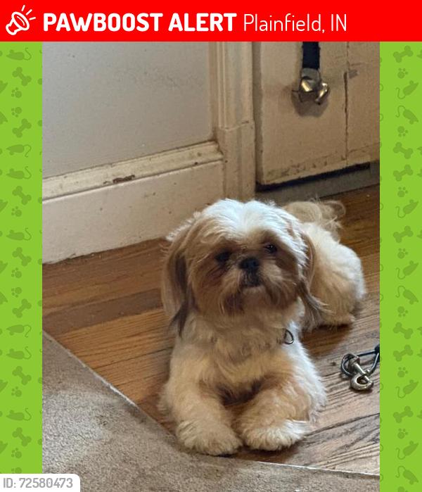 Lost Male Dog last seen Center st & HYW 40, Plainfield, IN 46168