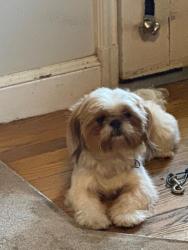 Lost Male Dog last seen Center st & HYW 40, Plainfield, IN 46168