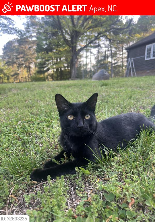 Lost Male Cat last seen Tingen Rd & Veridea Parkway, Apex, NC 27502