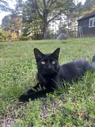 Lost Male Cat last seen Tingen Rd & Veridea Parkway, Apex, NC 27502