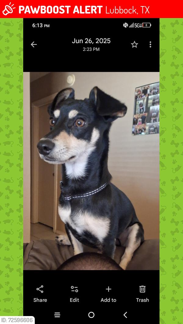 Lost Male Dog last seen  MLK and 50th, Lubbock, TX 79403