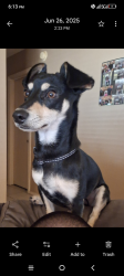 Lost Male Dog last seen  MLK and 50th, Lubbock, TX 79403
