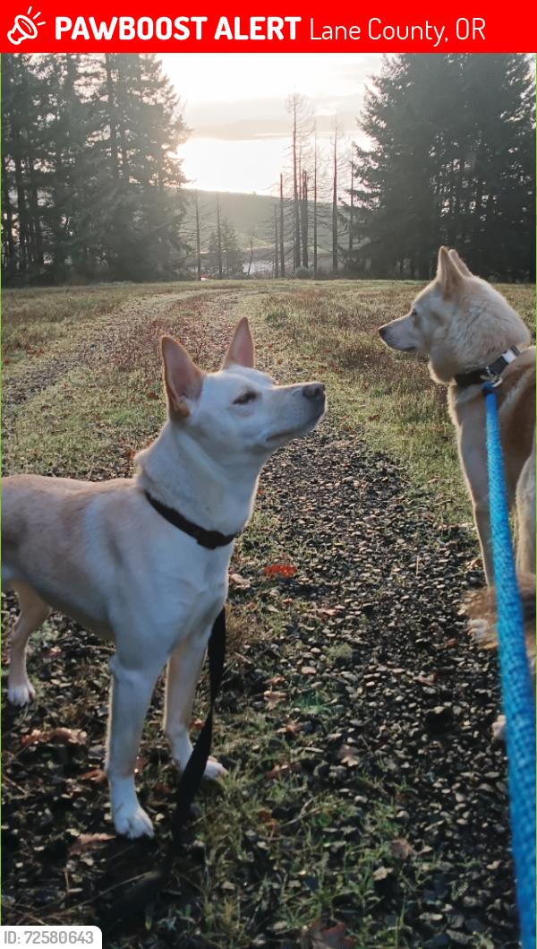Lost Female Dog last seen Meadowview road , Lane County, OR 97402