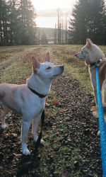Lost Female Dog last seen Meadowview road , Lane County, OR 97402