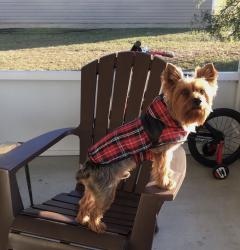 Lost Male Dog last seen Delores Madison Drive and Rustling Pines Boulevard, Midway, FL 32343