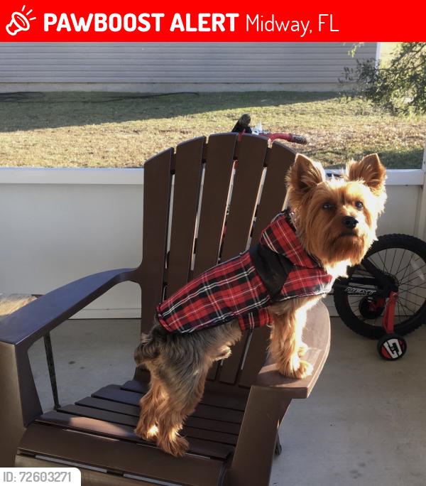 Lost Male Dog last seen Delores Madison Drive and Rustling Pines Boulevard, Midway, FL 32343