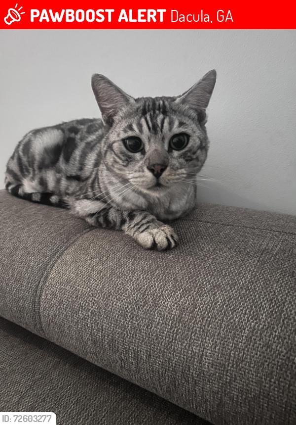 Lost Male Cat last seen Harbins Publix, Dacula, 316 , Dacula, GA 30019