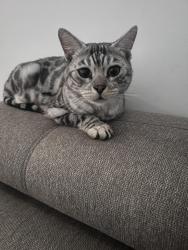 Lost Male Cat last seen Harbins Publix, Dacula, 316 , Dacula, GA 30019