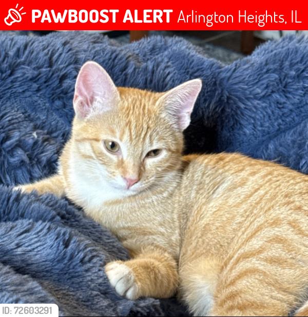 Lost Female Cat last seen Hintz and Braeside Dr, Arlington Heights, IL 60004