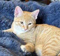 Lost Female Cat last seen Hintz and Braeside Dr, Arlington Heights, IL 60004