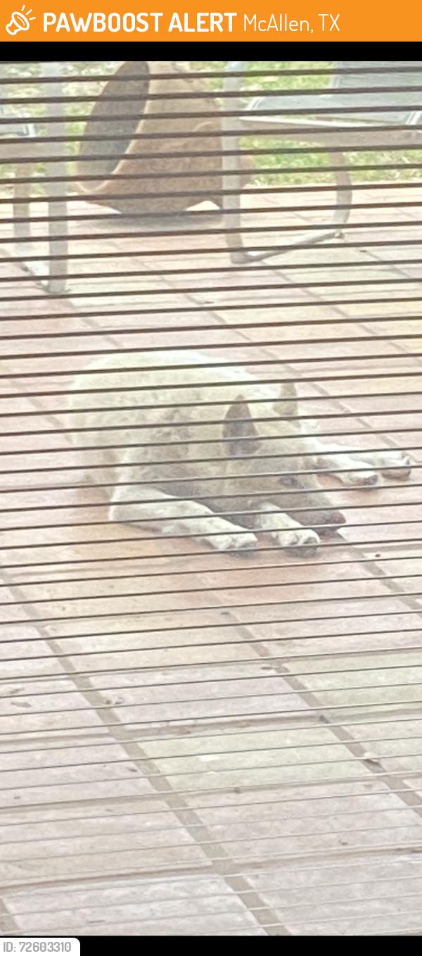 Found/Stray Unknown Dog last seen Dove st, McAllen, TX 78504