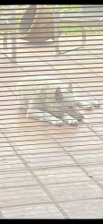 Found/Stray Unknown Dog last seen Dove st, McAllen, TX 78504