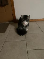 Lost Male Cat last seen E coliseum , Fort Wayne, IN 46805