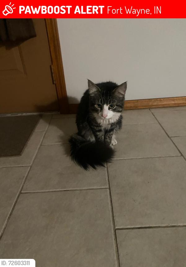 Lost Male Cat last seen E coliseum , Fort Wayne, IN 46805