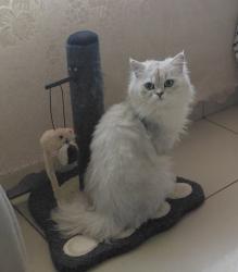 Lost Male Cat last seen Karee avenue , Brits, NW 