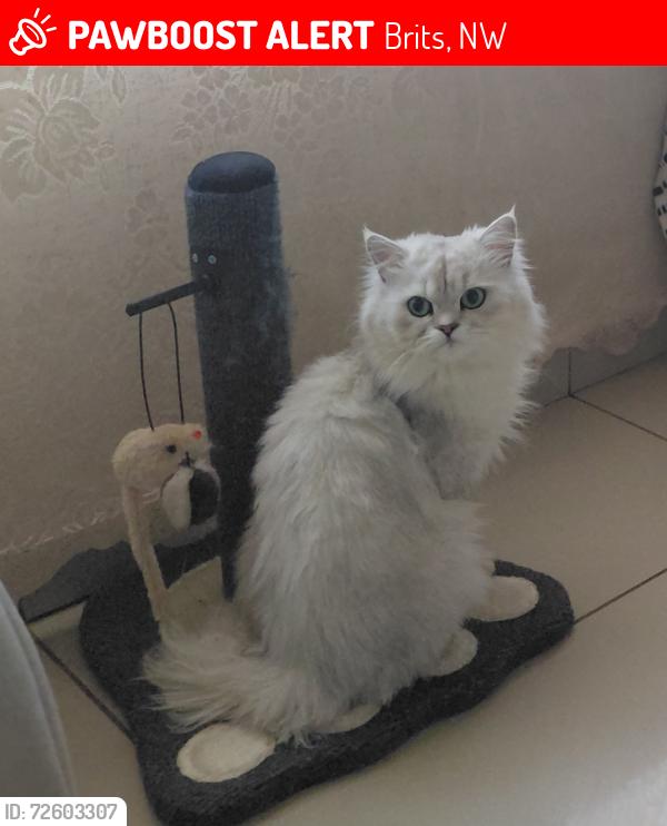 Lost Male Cat last seen Karee avenue , Brits, NW 