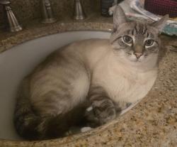 Lost Male Cat last seen Cedar Brook Road, New Albany, OH 43054