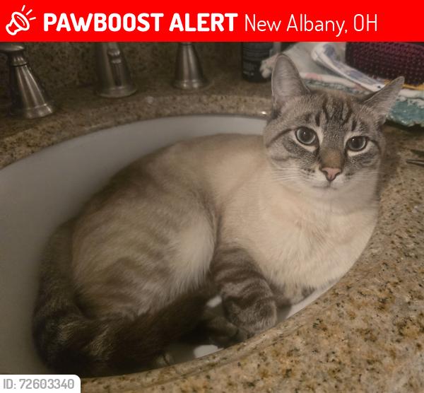 Lost Male Cat last seen Cedar Brook Road, New Albany, OH 43054