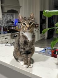 Lost Male Cat last seen Clear Creek Village , League City, TX 77573
