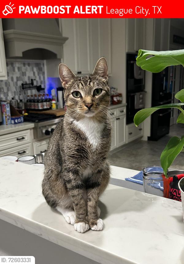 Lost Male Cat last seen Clear Creek Village , League City, TX 77573