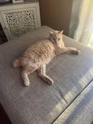 Lost Male Cat last seen Belle Shoals Rd/Terrapin Crossing , Pickens County, SC 29671