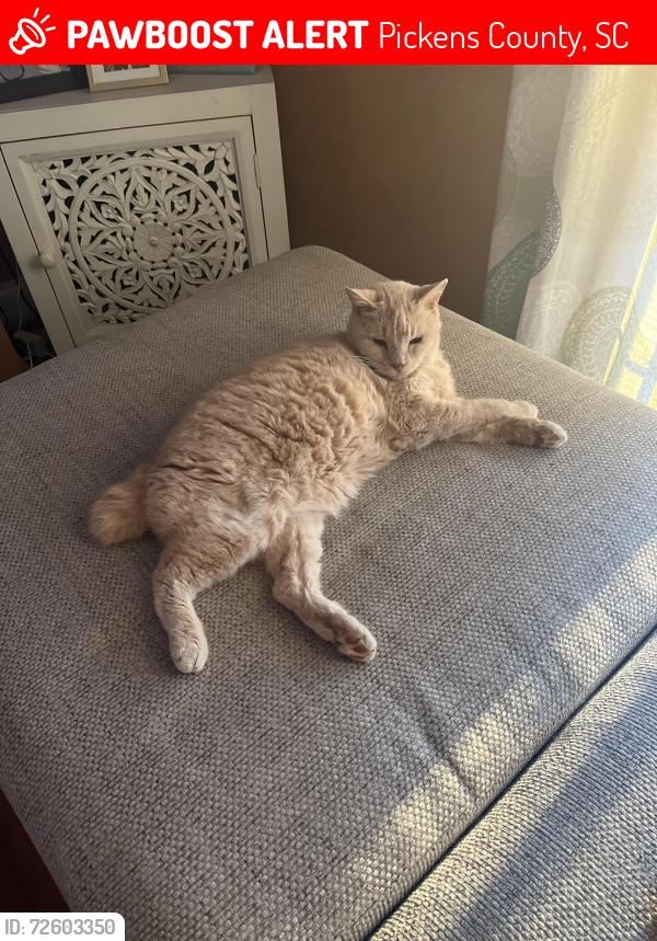 Lost Male Cat last seen Belle Shoals Rd/Terrapin Crossing , Pickens County, SC 29671