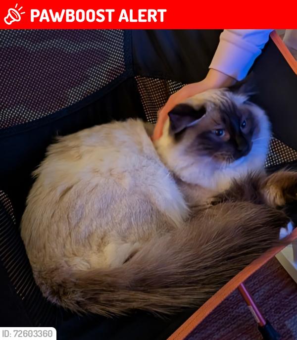 Lost Male Cat last seen Grandison road, SW11 6LT , Greater London, England 