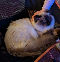 Lost Male Cat last seen Grandison road, SW11 6LT , Greater London, England 
