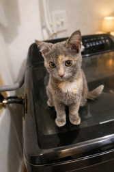 Found/Stray Female Cat last seen SouthFork Mobile Park , Denton, TX 76207