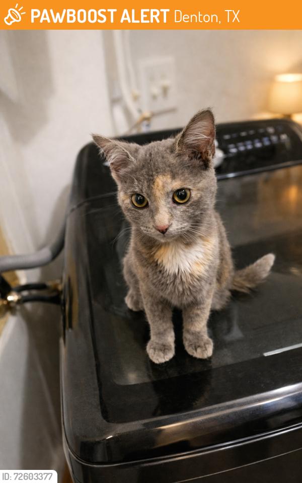 Found/Stray Female Cat last seen SouthFork Mobile Park , Denton, TX 76207