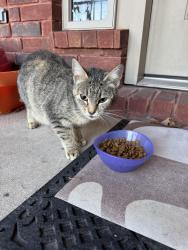 Found/Stray Female Cat last seen Rolling forest, Jonesboro, AR 72404