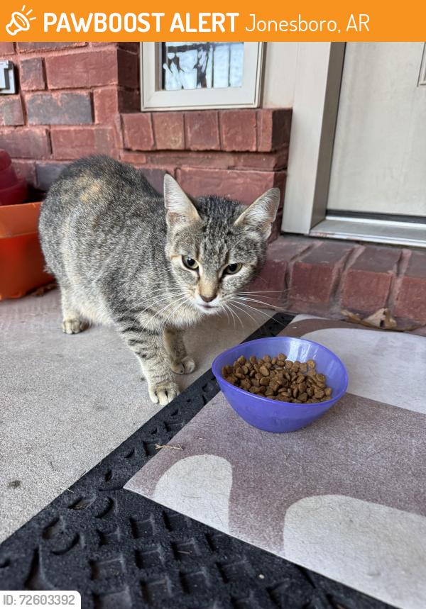Found/Stray Female Cat last seen Rolling forest, Jonesboro, AR 72404