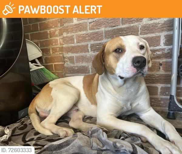 Found/Stray Male Dog last seen Windy Pines Rd, Orangeburg County, SC 29039
