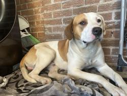 Found/Stray Male Dog last seen Windy Pines Rd, Orangeburg County, SC 29039