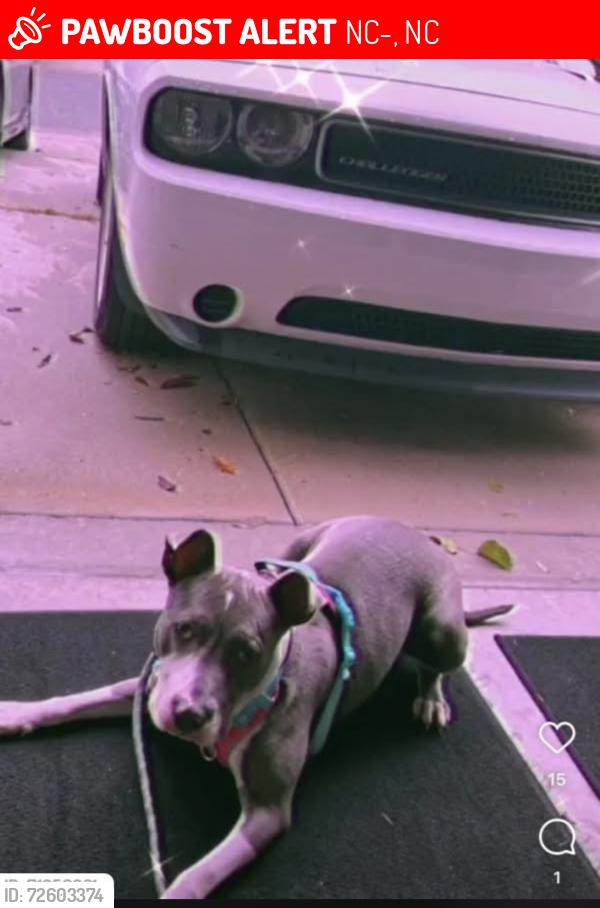 Lost Female Dog last seen Hamill st. Roanoke rapids, NC, NC-903, NC 28580