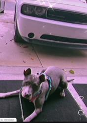 Lost Female Dog last seen Hamill st. Roanoke rapids, NC, NC-903, NC 28580