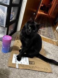 Lost Male Cat last seen Iron & Ale, Lynchburg, VA 24502