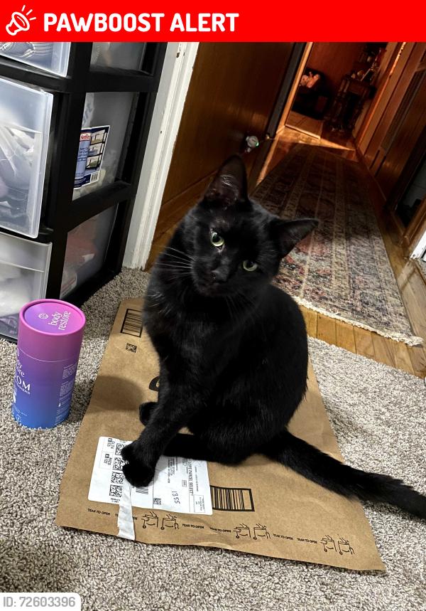 Lost Male Cat last seen Iron & Ale, Lynchburg, VA 24502