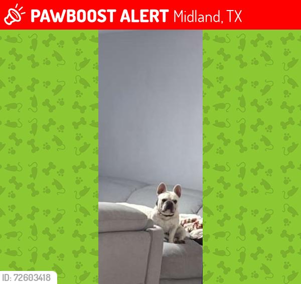 Lost Male Dog last seen Roosevelt Ave Midland tx , Midland, TX 79703