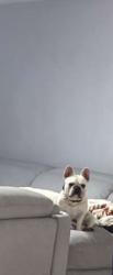 Lost Male Dog last seen Roosevelt Ave Midland tx , Midland, TX 79703