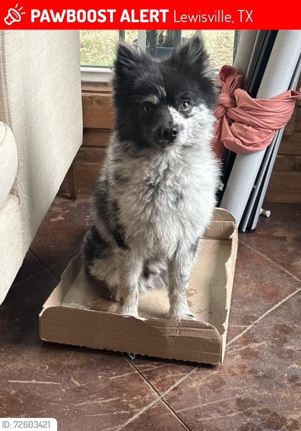 Lost Male Dog last seen Ridgecrest/University pl/Fox, Lewisville, TX 75067