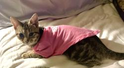 Lost Female Cat last seen 111th and S. Hickory Ave, Broken Arrow, OK 74011