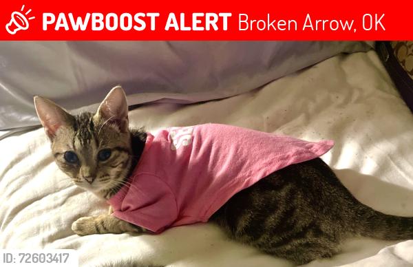 Lost Female Cat last seen 111th and S. Hickory Ave, Broken Arrow, OK 74011