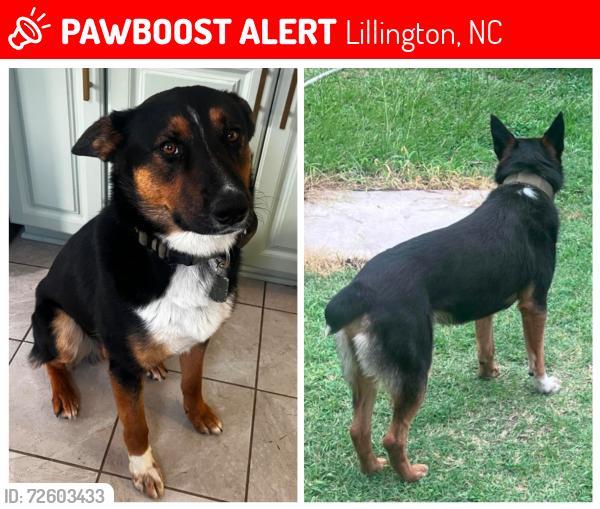 Lost Male Dog last seen Dollar General store, Broadway, NC 27505