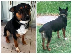 Lost Male Dog last seen Dollar General store, Broadway, NC 27505