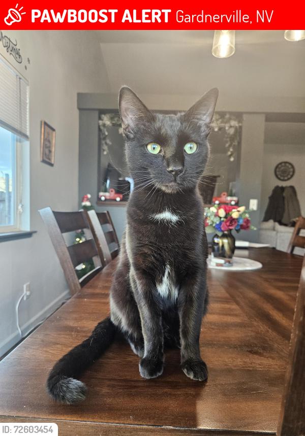 Lost Male Cat last seen Kyndal Ct near Tillman and the open field (Sunburst neighborhood) , Gardnerville, NV 89460