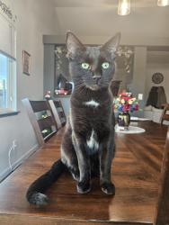 Lost Male Cat last seen Kyndal Ct near Tillman and the open field (Sunburst neighborhood) , Gardnerville, NV 89460