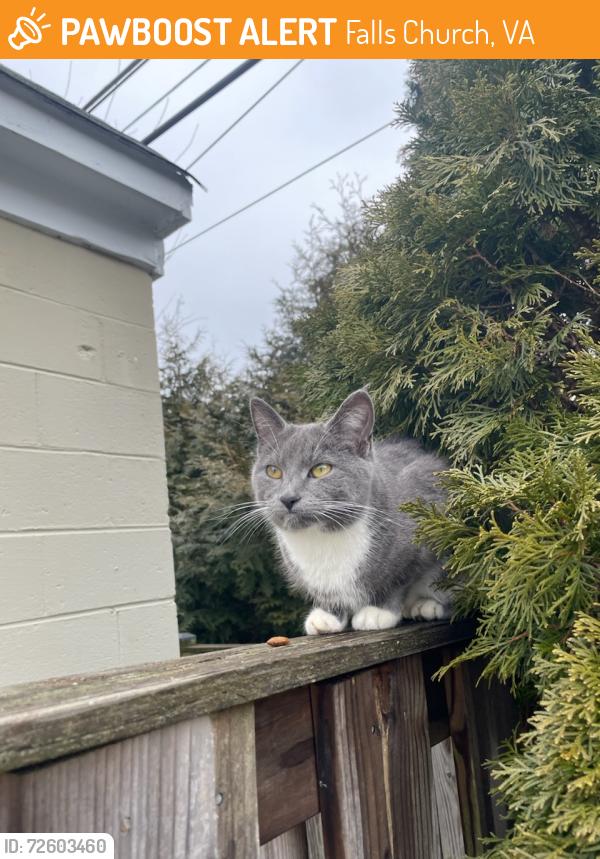 Found/Stray Unknown Cat last seen Brook Drive/Meadow Ln , Falls Church, VA 22042