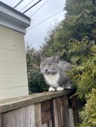 Found/Stray Unknown Cat last seen Brook Drive/Meadow Ln , Falls Church, VA 22042