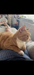 Lost Male Cat last seen Cadiz and S ola vista, San Clemente, CA 92672